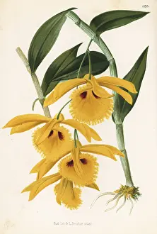 Stroobant: Dendrobium hookerianum orchid