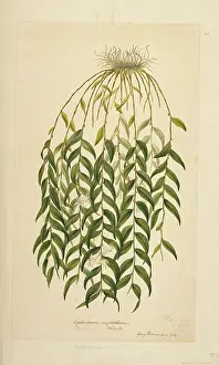 Endeavour: Dendrobium involutum, ladder orchid
