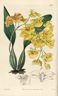 Dendrobium: Dendrobium lindleyi orchid