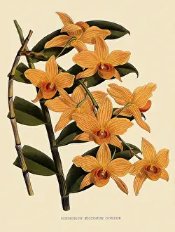 Orchids: Dendrobium Moschatum var. Cupreum