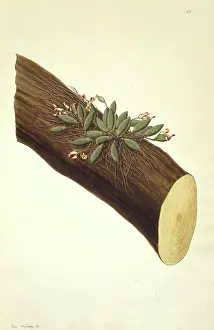 Polydore: Dendrobium rigidum, orchid