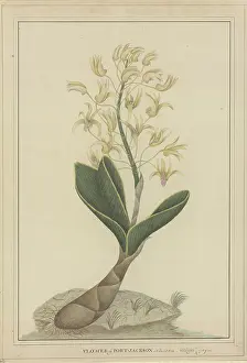 Raper: Dendrobium speciosum, rock orchid