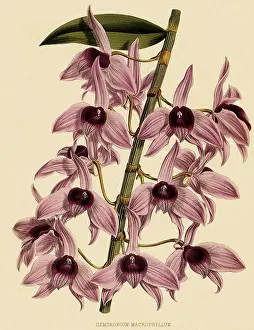 Nugent: Dendrobium Superbum