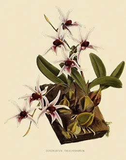 Nugent: Dendrobium Treacherianum