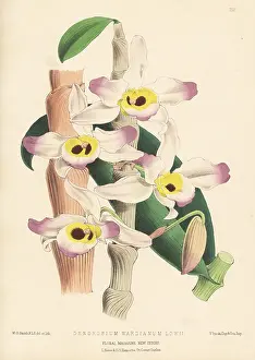 Kings Road: Dendrobium wardianum var. lowii orchid