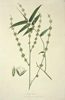 Bambusoideae: Dendrocalamus strictus, giant bamboo