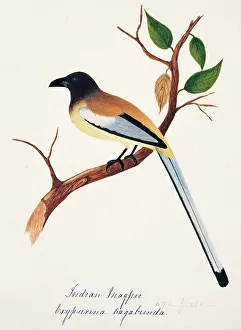 Bushby: Dendrocitta vagabunda, rufous treepie