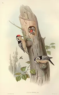 Pecking: Dendrocopos minor, lesser spotted woodpecker