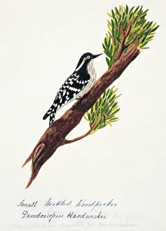 Bushby: Dendrocopos moluccensis hardwickii, brown-capped woodpecker