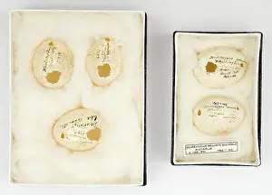 Ornithological: Dendrocygna arcuata australia eggs