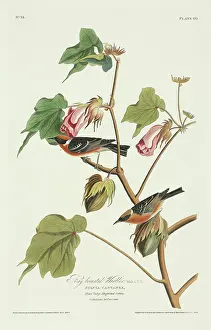 Castanea: Dendroica castanea, bay-breasted warbler
