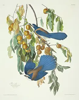 Betulaceae: Dendroica castanea, bay-breasted warbler