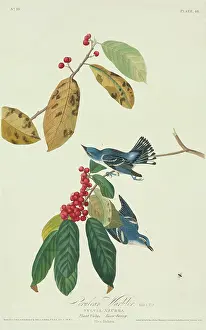 Ursidae: Dendroica cerulea, cerulean warbler