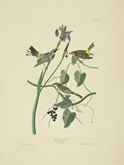 Coronata: Dendroica coronata, yellow-rumped warbler