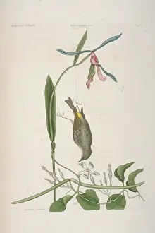 Coronata: Dendroica coronata, yellow-rumped warbler