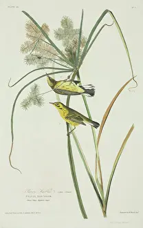Dendroica: Dendroica discolor, prairie warbler