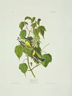 Blackburnian: Dendroica fusca, Blackburnian warbler