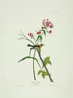Blackburnian: Dendroica fusca, Blackburnian warbler