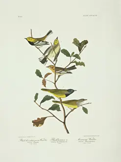 Blackburnian: Dendroica fusca, Dendroica virens, Oporornis tolmiei