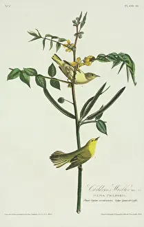 Mangrove: Dendroica petechia, yellow warbler