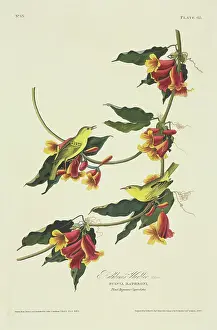Mangrove: Dendroica petechia, yellow warbler