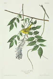 Wisteria: Dendroica petechia, yellow warbler