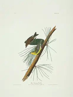 Pinus: Dendroica pinus, pine warbler