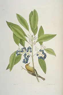 Pinus: Dendroica pinus, pine warbler