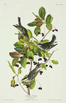 Cornaceae: Dendroica striata, blackpoll warbler