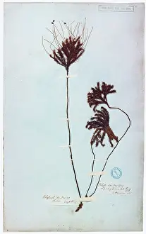 Herbarium: Dendroligotrichum dendroides
