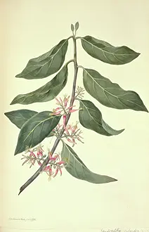 Vellum: Dendrophthoe pentadra, mistletoe