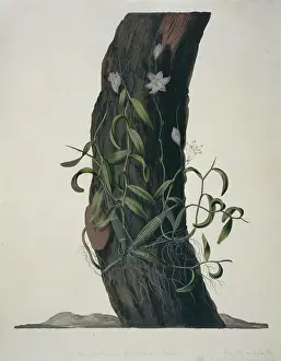 Orchidaceae: Denrobium crumenatum, orchid