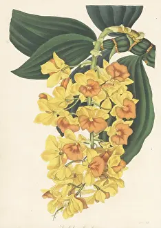Volume 5: Dense-flowered dendrobium, Dendrobium densiflorum