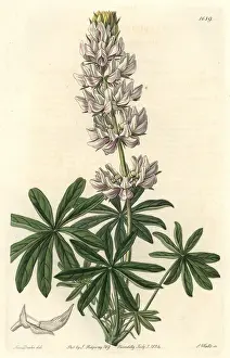 Lupin: Dense-flowered lupin, Lupinus densiflorus