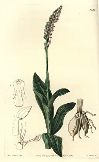 Maculata: Dense-flowered orchid, Neotinea maculata