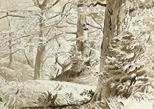 Stanmore: Dense foliage on Stanmore Common