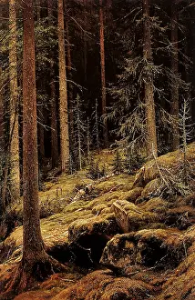 Densely: Dense Forest