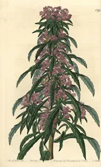 Ridgway: Denseflower willowherb, Boisduvalia densiflora