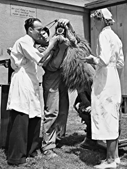 Assisted: Dental examination of a lion, 1937