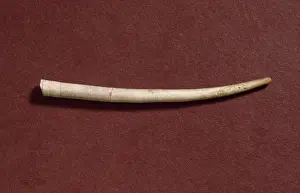 Tapered: Dentalium bartonense, caphopod
