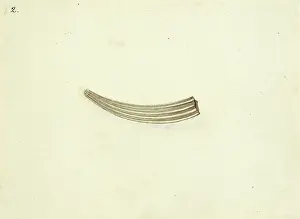 Atkins: Dentalium elephatinum