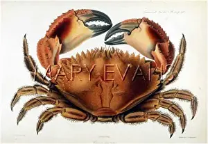 Dentatus: DENTATUS CRAB 1835