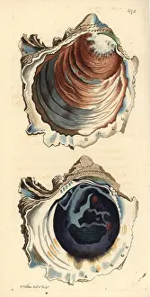 Denticulata: Denticulate rock oyster, Striostrea denticulata