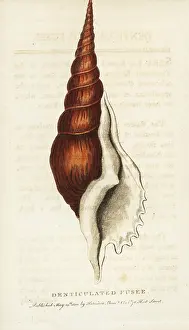 Conch: Denticulated fusee shell, Tibia fusus conch shell
