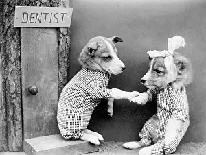 Toothache: DENTIST DOG