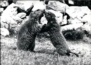 Marmots: Dentists - Doctors - Inventors - Medicine - Science