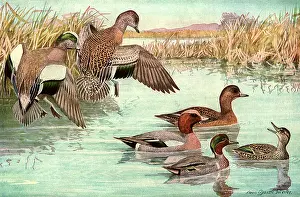 Teal: Departing Ducks