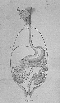 Digestive: Depiction of the human digestive system. Engraving