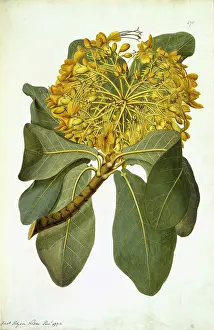 Polydore: Deplanchea tetraphylla, golden bouquet tree