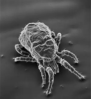 Mite: Dermanyssus gallinae, red or poultry mite